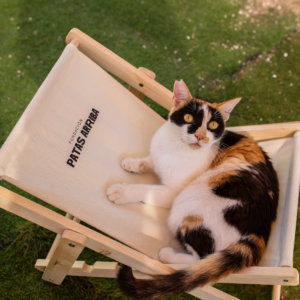 Silla plegable para gatos
