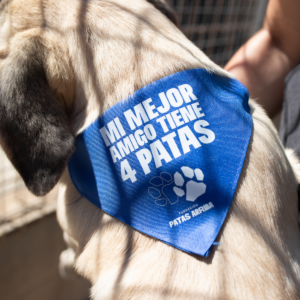 Pañuelo para peludos azul